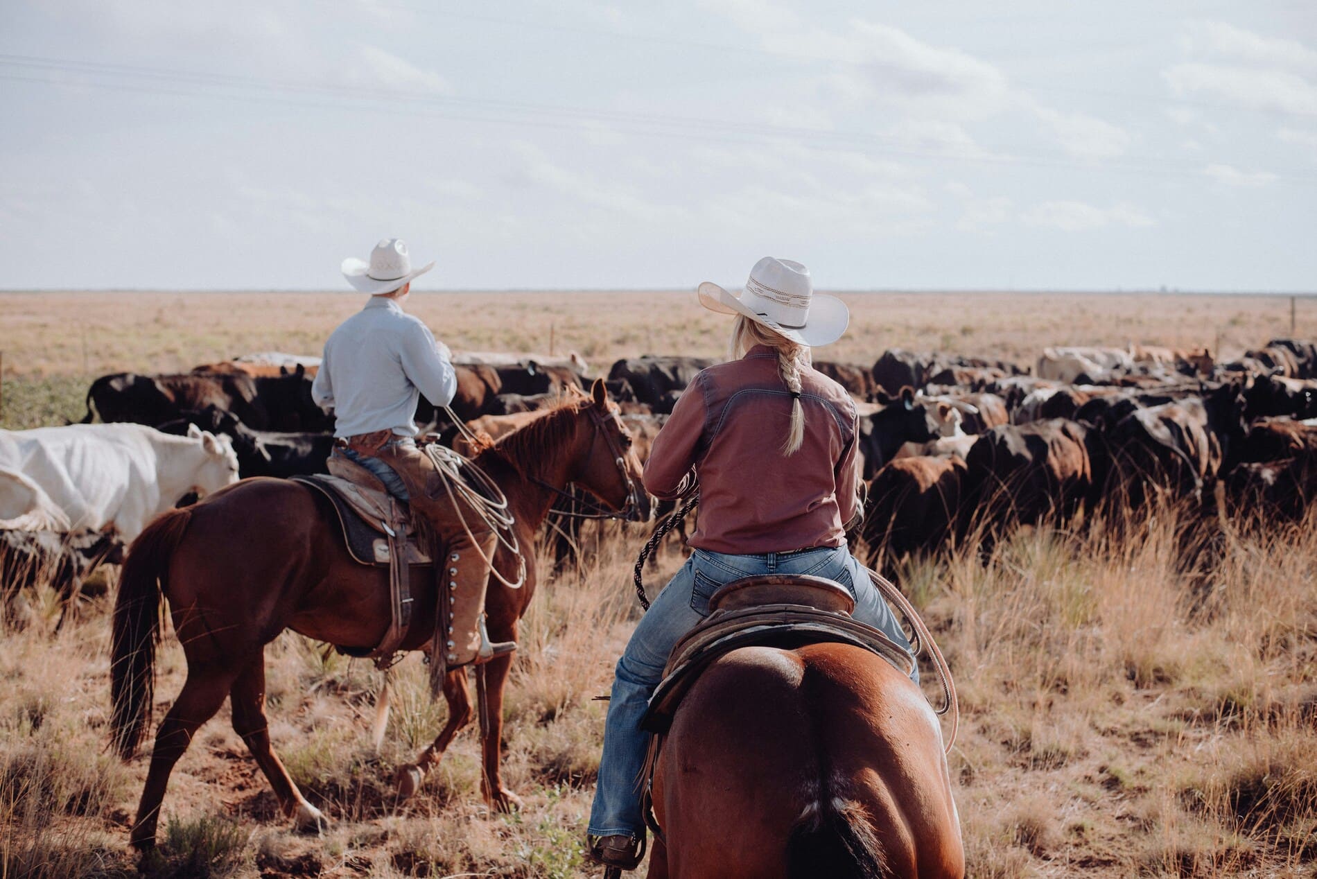 Two people herding cows on horseback in Montana.